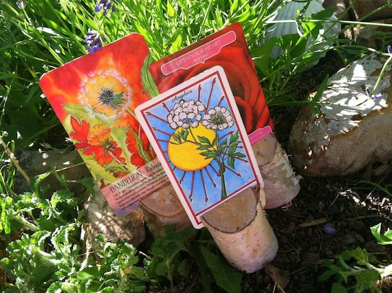 Plant Spirit Medicine Reading With Anne Calzada Herbalist