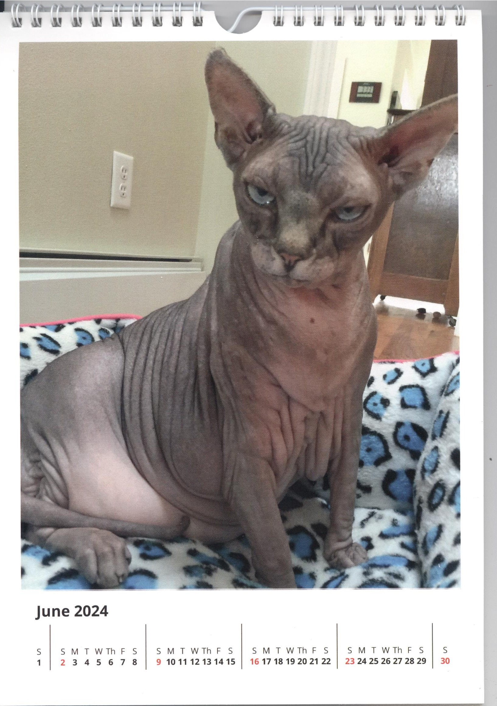 2024 Yogi, the Sphynx Cat Calendar 8x11 Vertical Etsy 2024 Yogi, the Sphynx Cat Calendar 8x11 Vertical Etsy