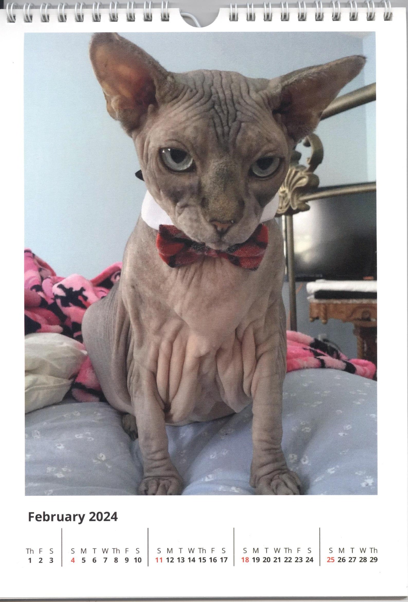 2024 Yogi, the Sphynx Cat Calendar 8x11 Vertical Etsy