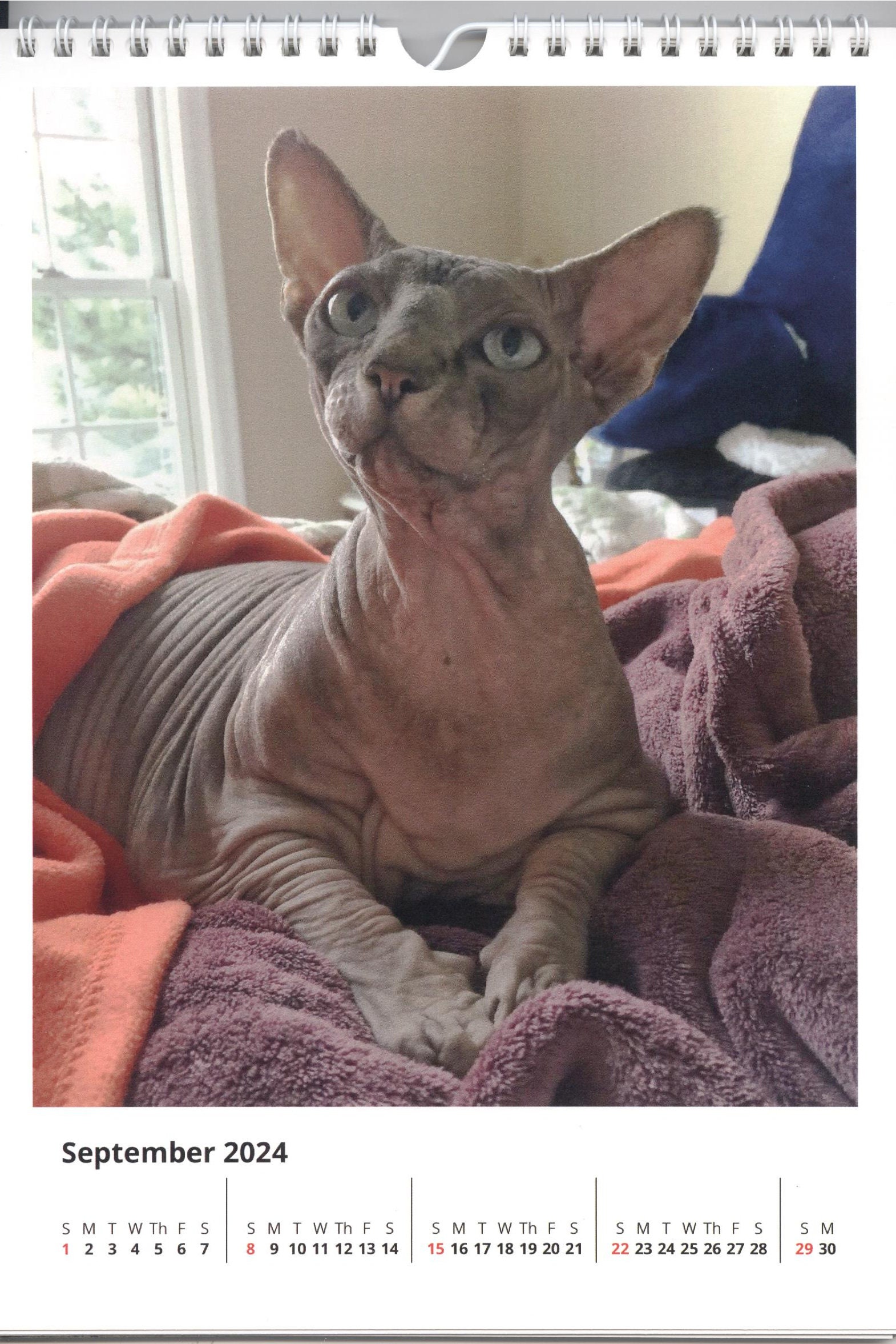 2024 Yogi, the Sphynx Cat Calendar 8x11 Vertical Etsy