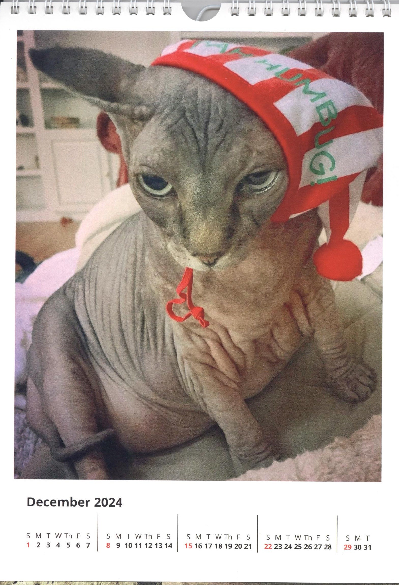 2024 Yogi, the Sphynx Cat Calendar 8x11 Vertical Etsy