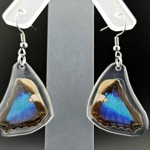 Butterfly Earrings Real Turquoise Emperor Butterfly Wings