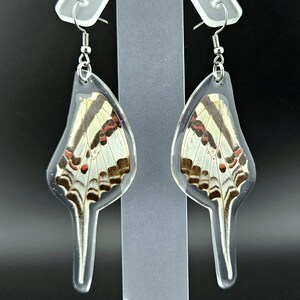 Butterfly Earrings Real Tabitha&#39;s Swordtail Wings