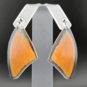 Butterfly Earrings Real Orange Albatross Butterfly Wings