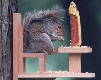 Squirrel feeder