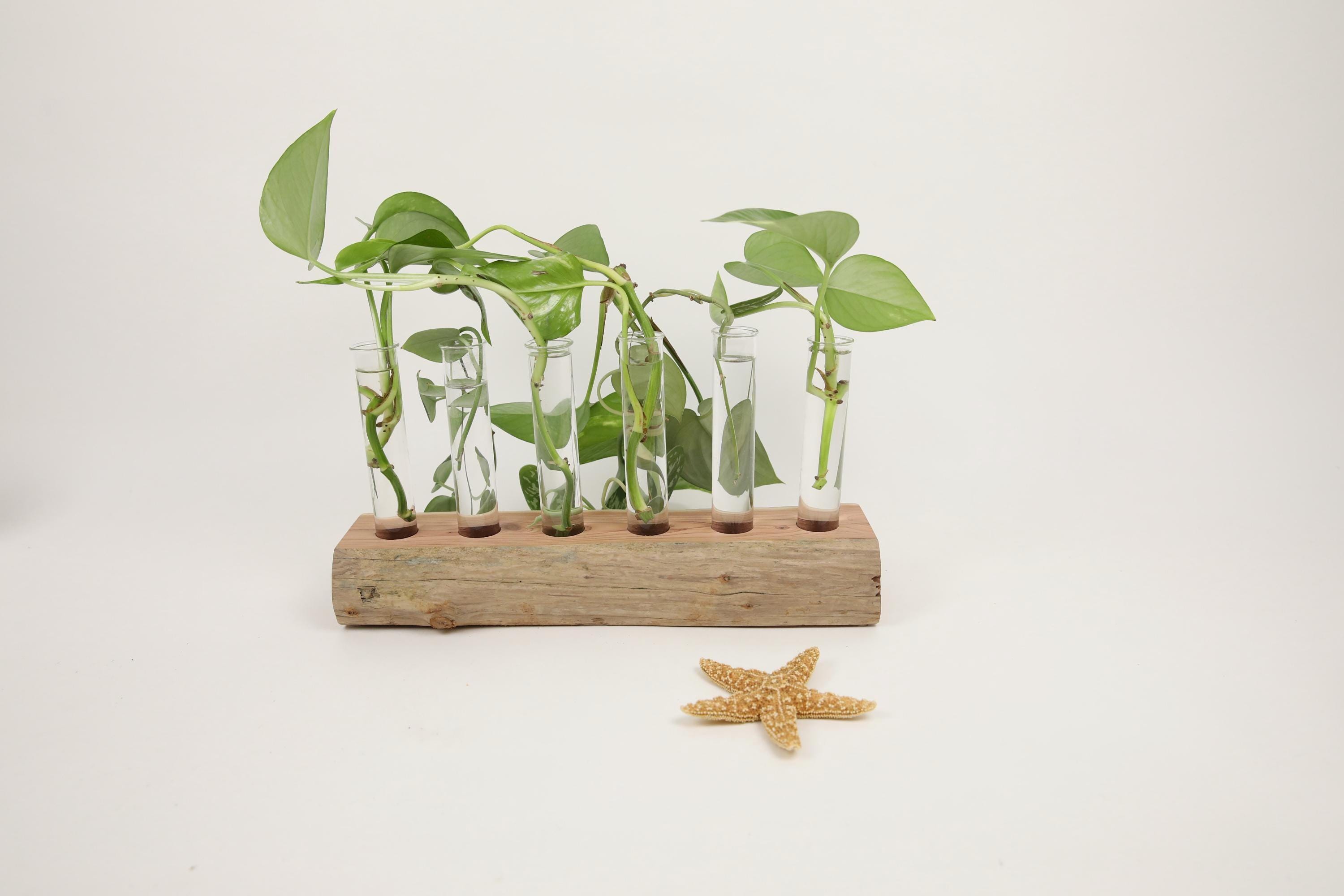 Driftwood Propagation Vases