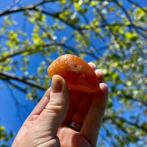 Large Orange Gobi Desert Eye Agate