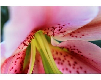 Lily Art, Large Pink Floral Art, Modern Wall Art, Living Room Decor