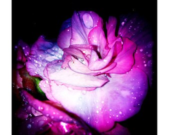 Purple Flower Art, Flowers In The Rain Photography Print, Night Photography