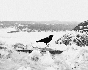 Crow Art Print, Winter Nature Photography, Black And White Wall Art, Signal Hill, St. John's