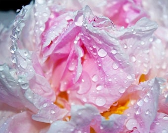 Contemporary Flower Art, Abstract Floral Art, Peony Photography, Rain Drops, Celestial Garden