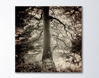 Tree Canvas Art, Neutral Art, Canvas Wall Art, Forest Canvas Art, Peaceful Art, Deep Beauty