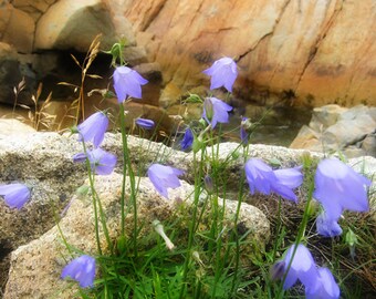 Bluebell Photography, Newfoundland Wildflower Photography, Fine Art Print