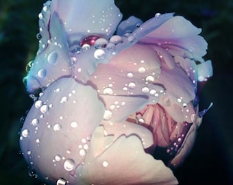Modern Peony Art, Pink Wall Art, Flower Photography, Fine Art Print, Rain Drops