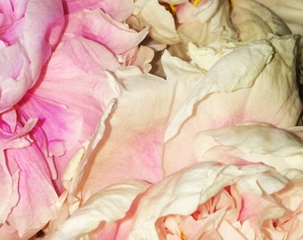 Abstract Peony Art, Pink Boho Art, Modern Flower Art, Flower Petals Wall Art