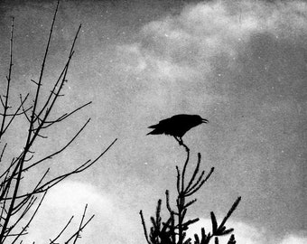 May include: A black crow perched on a branch of a tree against a cloudy sky.