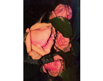 Rose Art, Dark Romantic Art, Flowers At Night, Courtney Love, All Your Anarchy