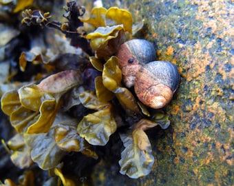 Seashore Photography, Intertidal Zone Art, Ocean Snail Print, Seaweed Art