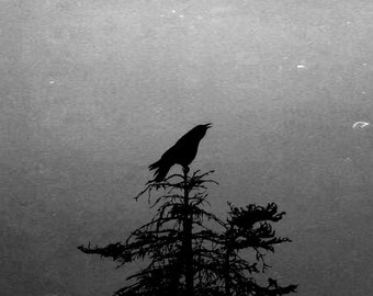 Crow Art Print, Black And White Photography, Vintage Style Print
