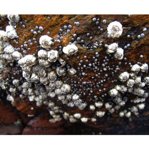 May include: Close-up of a rocky surface covered in white barnacles. The barnacles are clustered together in groups, with some appearing to be empty shells.