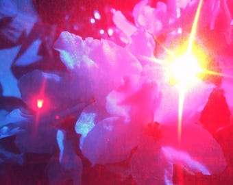 Modern Abstract Photography, Hot Pink Art Print, Magical Flower Art, Sunbeams, Mary Oliver Inspired