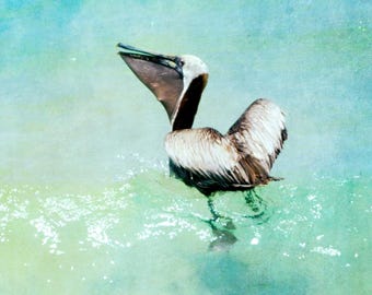 Pelican Art, Florida Photography, Siesta Key Sarasota Print