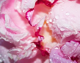 Peony Wall Art, Large Pink Art, Modern Floral Art, Rain Drops On Petals