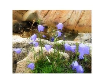 Bluebell Art Print, Newfoundland Wildflower Print, Harebell Print, Modern Flower Wall Art, Fine Art Photography By Heidi Fry
