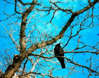 Crow Photography, Bright Blue Art, Modern Nature Art Print, Bird In Tree Wall Art