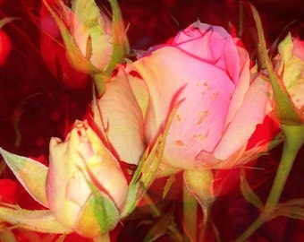 Rose Art Print, Enchanted Garden Art, Magical Flower Photography, Modern Floral Wall Art