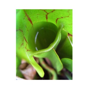 May include: Close-up of a green pitcher plant with red veins, showing the inside of the pitcher filled with water.