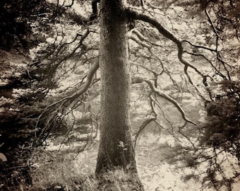 Forest Art Print, Tree Artwork, Enchanted Woods Photography, Fine Art Print