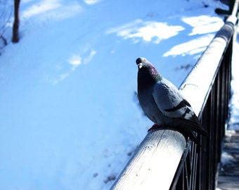 Pigeon Art, Bird Photography, Pigeon Photography, Winter Park Print