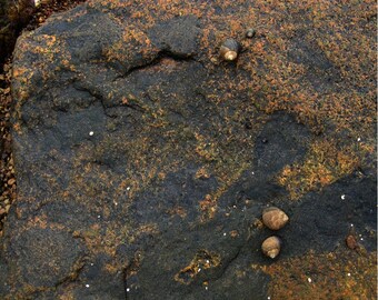 Art de la nature minimaliste, impression de bord de mer, photographie de l'île de Fogo, escargots de mer, rocher de granit