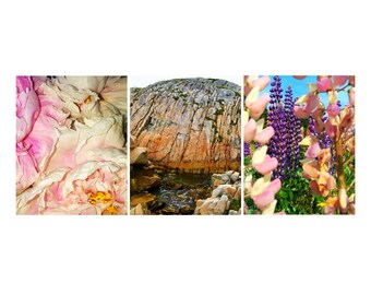 Newfoundland Art Set, Modern Landscape Photography, Fogo Island Wildflowers, Set Of 3 Prints, "Petals & Granite"