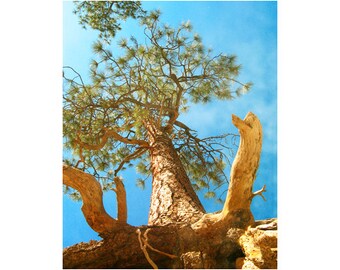 Pine Tree Photography, New Mexico Nature Photography, Tree Roots, Erosion