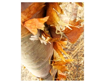 Birch Photography, Birch Bark Art Print, Vertical Wall Art, Modern Forest Art