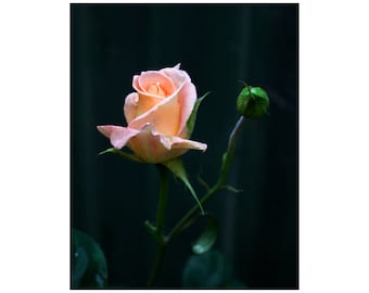 Romantic Art, Rose Photography, Contemporary Floral Art