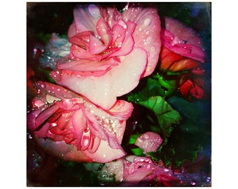 Flowers At Night, Pink Bedroom Art, Flower Photography Prints, Rain Drops on Flowers