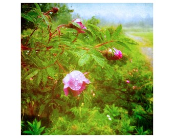 Wild Rose Art, Foggy Meadow Art, Wildflower Photography, Spring Rain Art