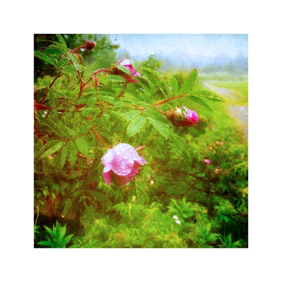 Wild Rose Art, Foggy Meadow Art, Wildflower Photography, Spring Rain Art