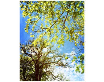 Linden Tree Art, Spring Forest Art Prints, Peaceful Modern Nature Art