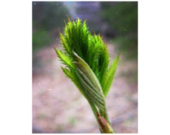 Spring Forest Art, Emily Dickinson Art, Budburst Photography, Naturalist Print