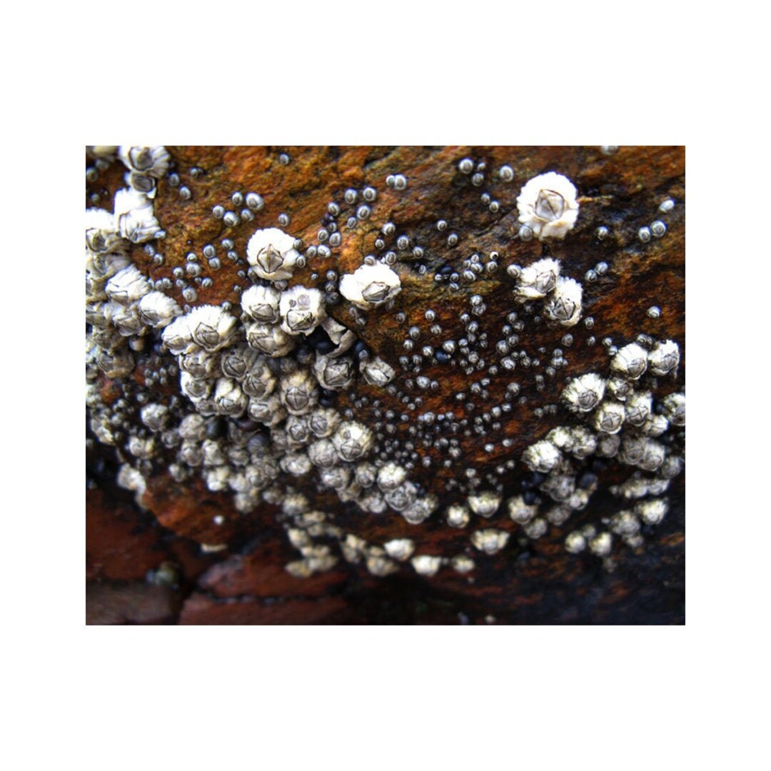 Barnacle Art, Seashore Creatures, Intertidal Zone Art, Low Tide Art ...