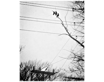 Crow Art, Dark Academia Art, Black And White Art, Modern Gothic Art, 3 Crows On Tree Branch