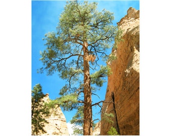 Konst av tallträd, naturfotografi, fotografi i New Mexico, konst av stora träd