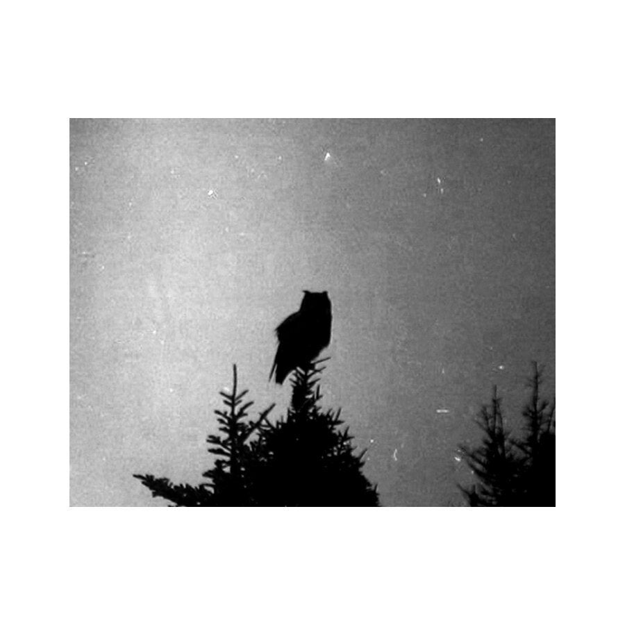 Great Horned Owl Art, Black And White Wall Art, Enchanted Forest Art, Owl On Tree Top