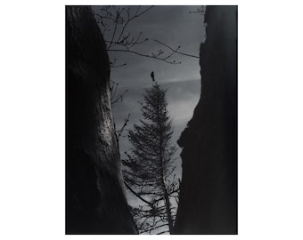 Crow Art Print, Gothic Forest Wall Art, Crow Photography, Crow On Tree Top, Fine Art Print