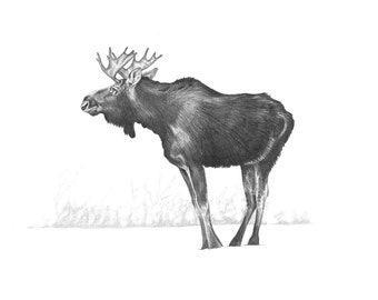 Set of 10 Christmas cards of a hand drawn Moose, printed on recycled paper with red envelopes