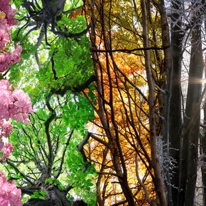May include: A collage of four images showing the changing seasons of a forest. The first image shows a tree in full bloom with pink flowers. The second image shows a tree with lush green leaves. The third image shows a tree with orange and yellow leaves. The fourth image shows a tree with bare branches covered in snow.